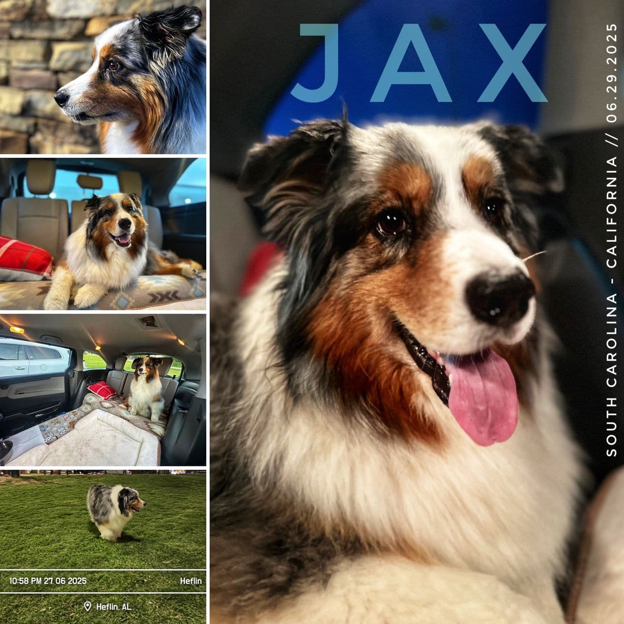 Pet travel photo 2