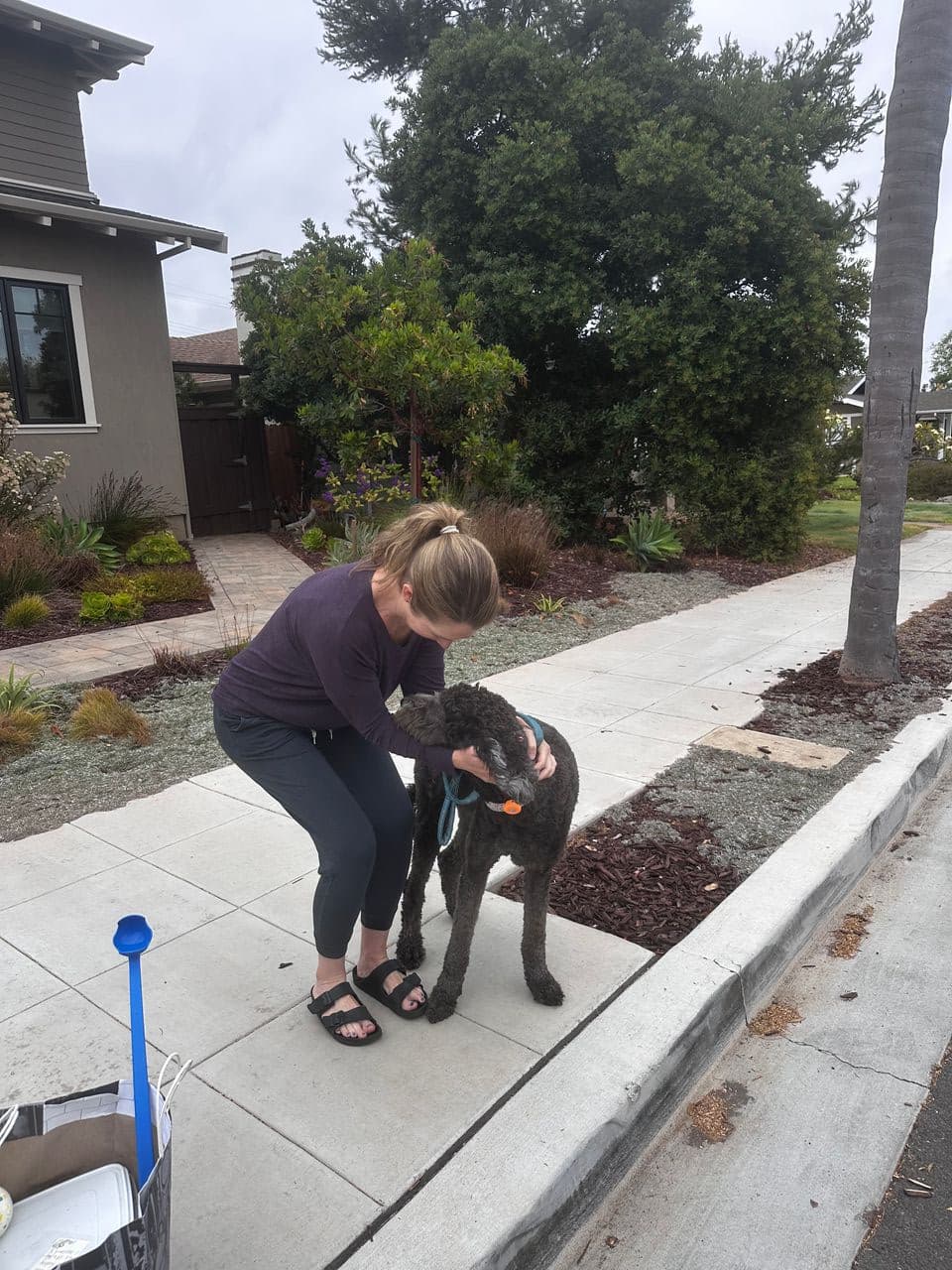 Pet travel photo 5