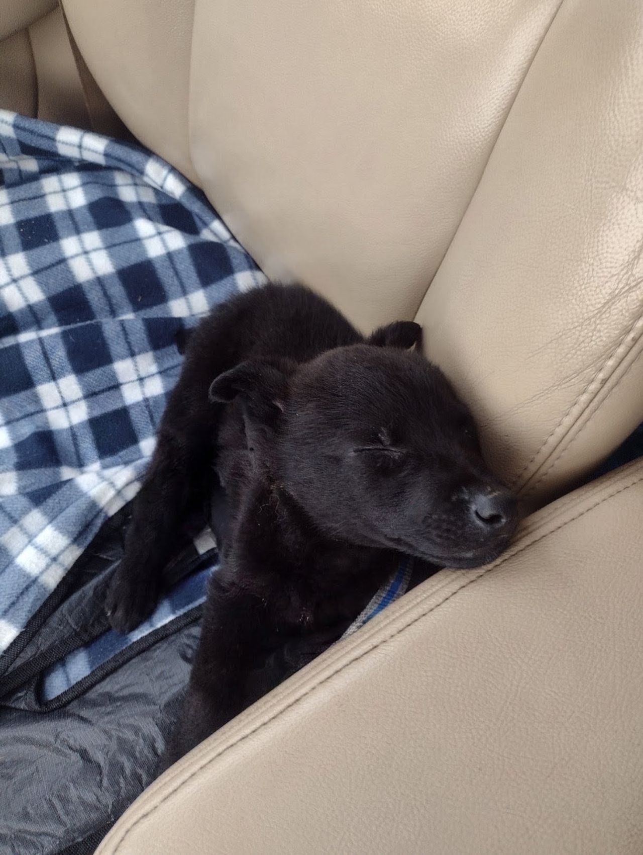 Pet travel photo 5