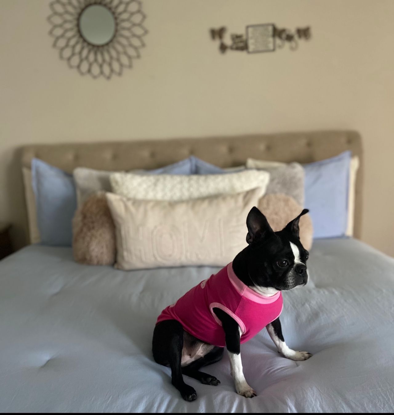Pet travel photo 5