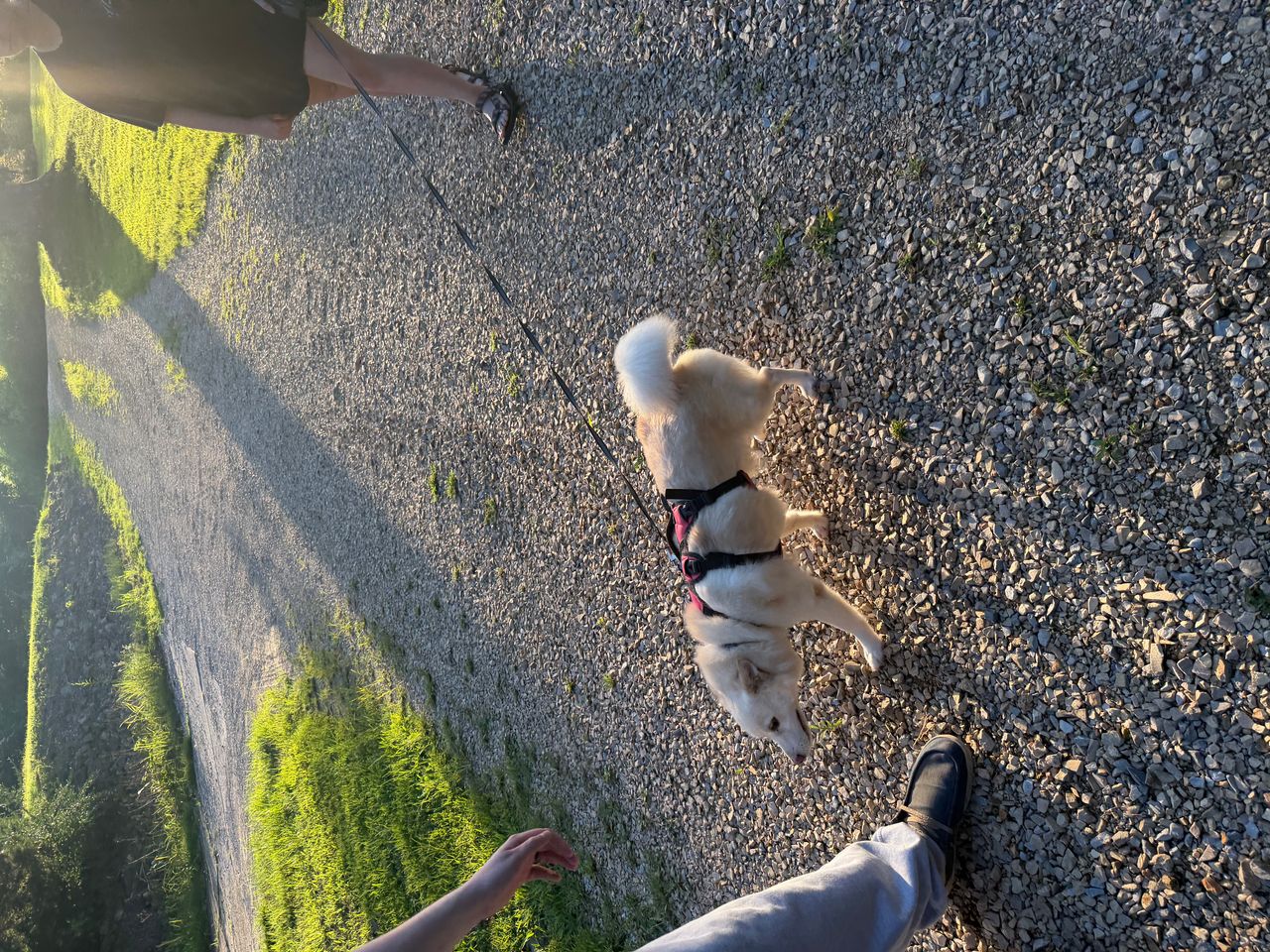 Pet travel photo 6