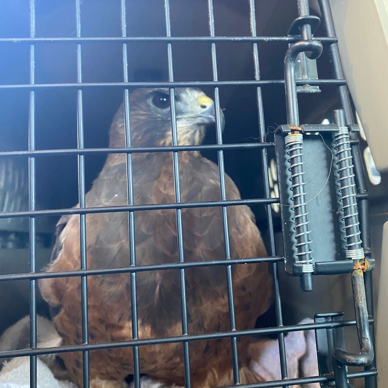 Pet travel photo 3