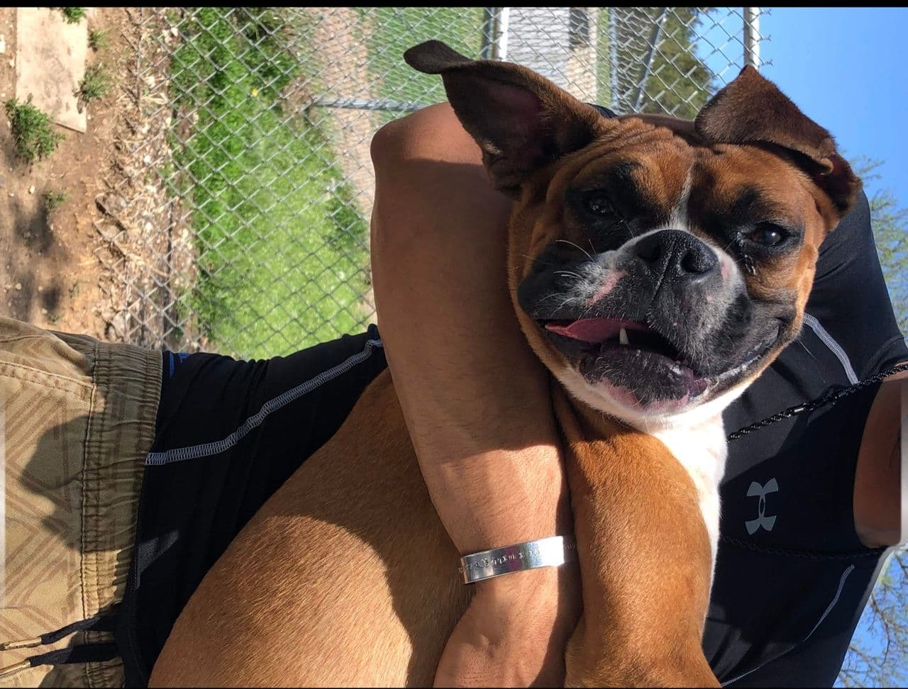 Pet travel photo 3