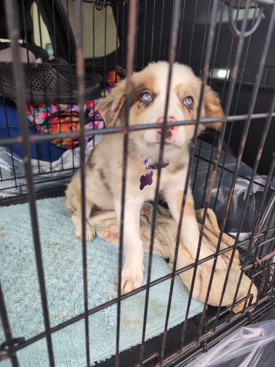 Pet travel photo 2