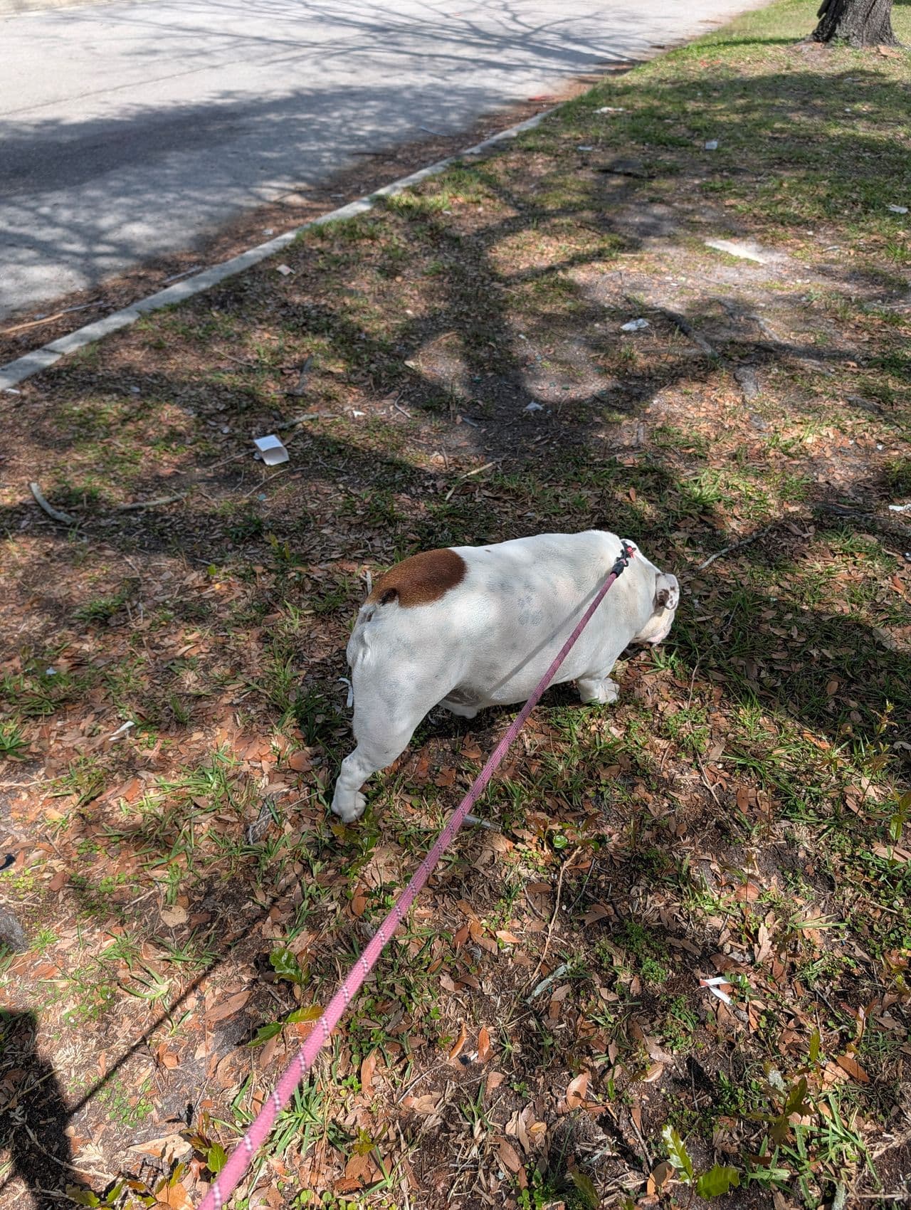 Pet travel photo 5