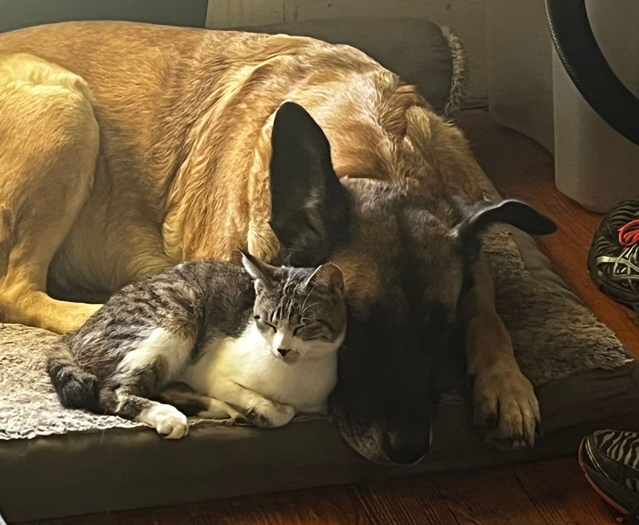 Pet travel photo 2