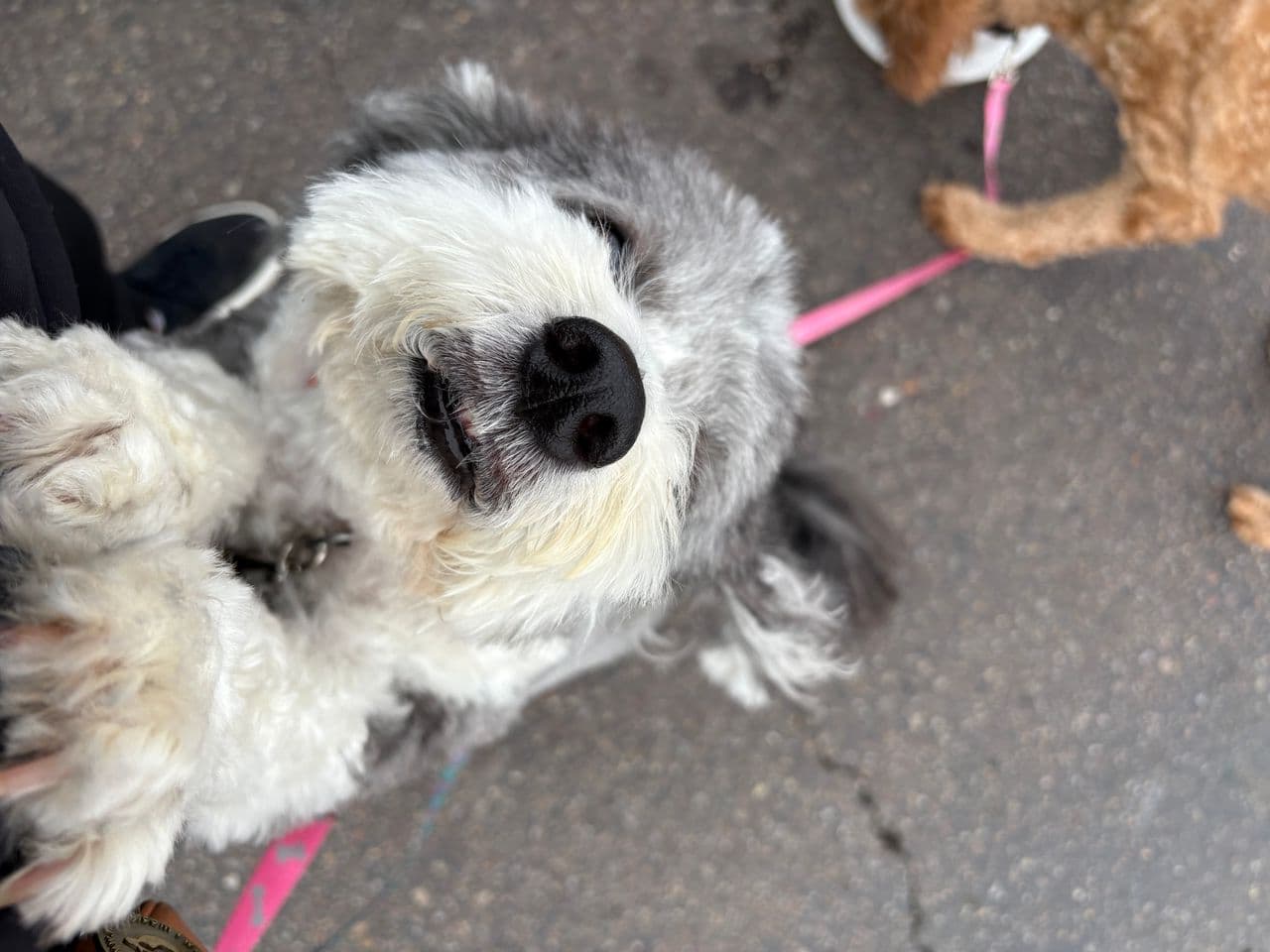 Pet travel photo 6