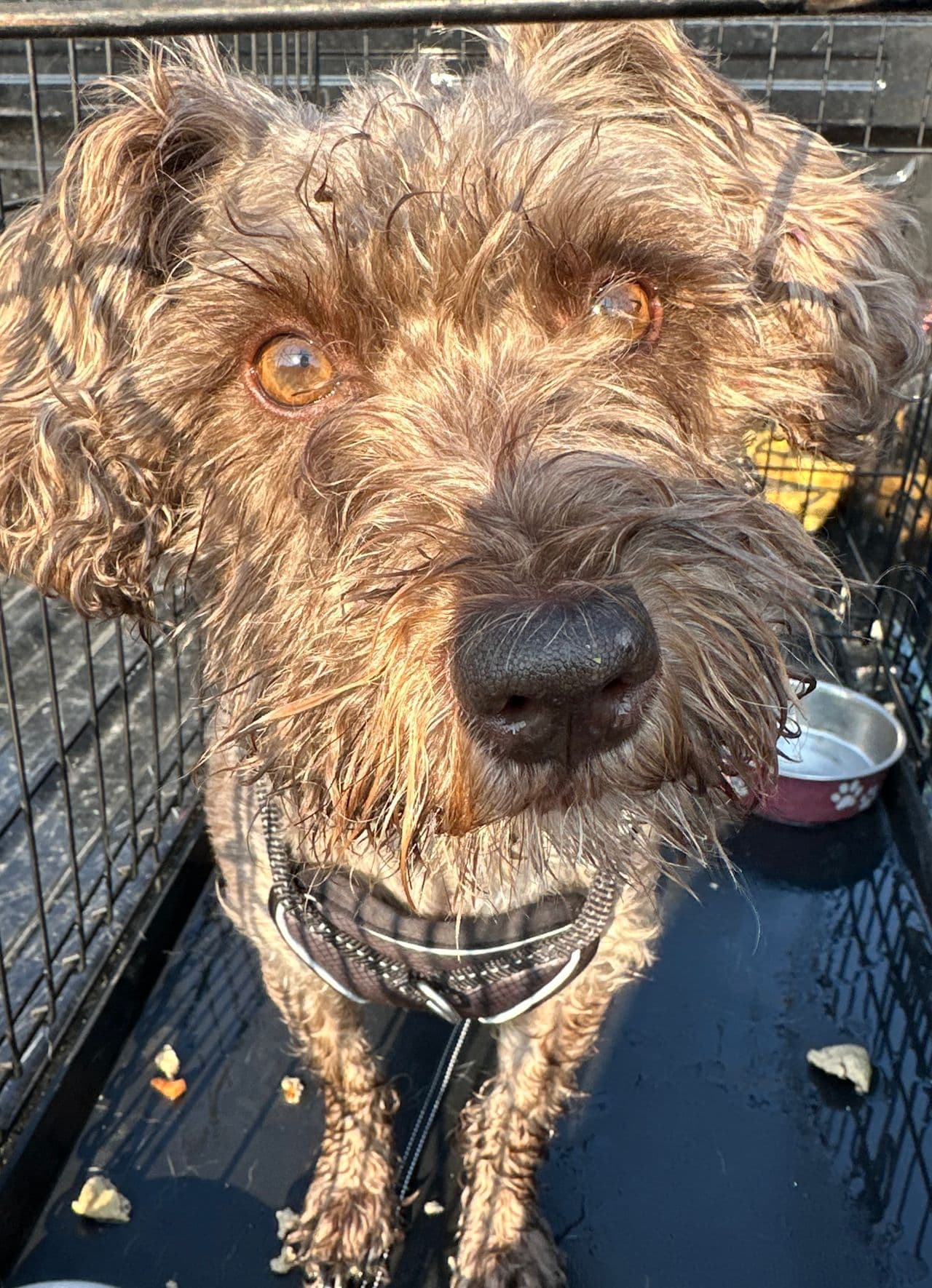 Pet travel photo 4