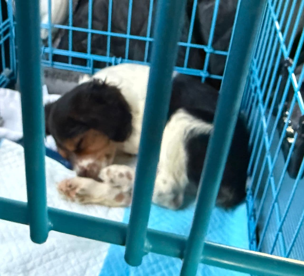 Pet travel photo 5