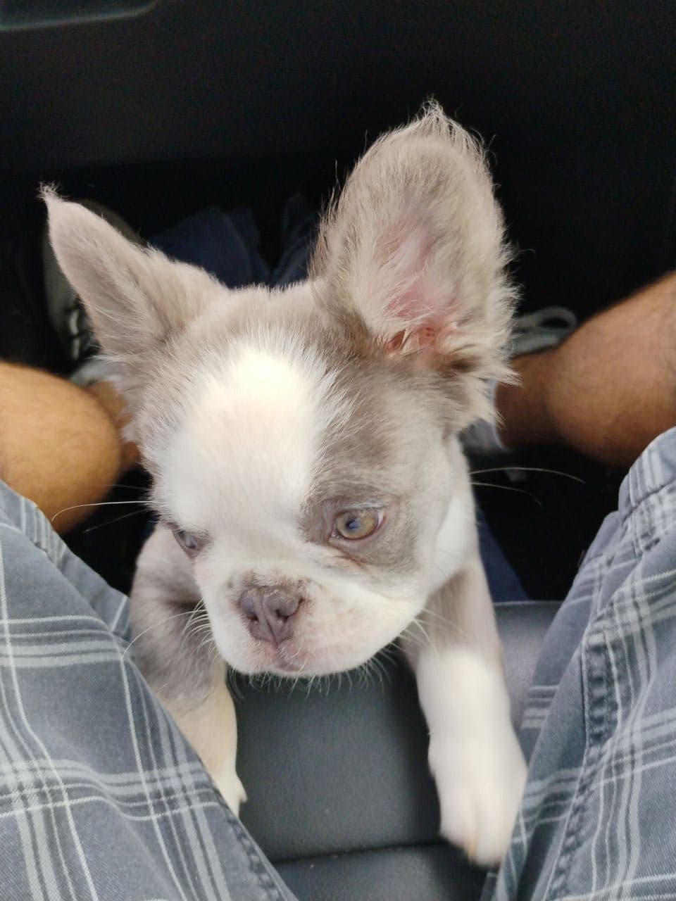Pet travel photo 3