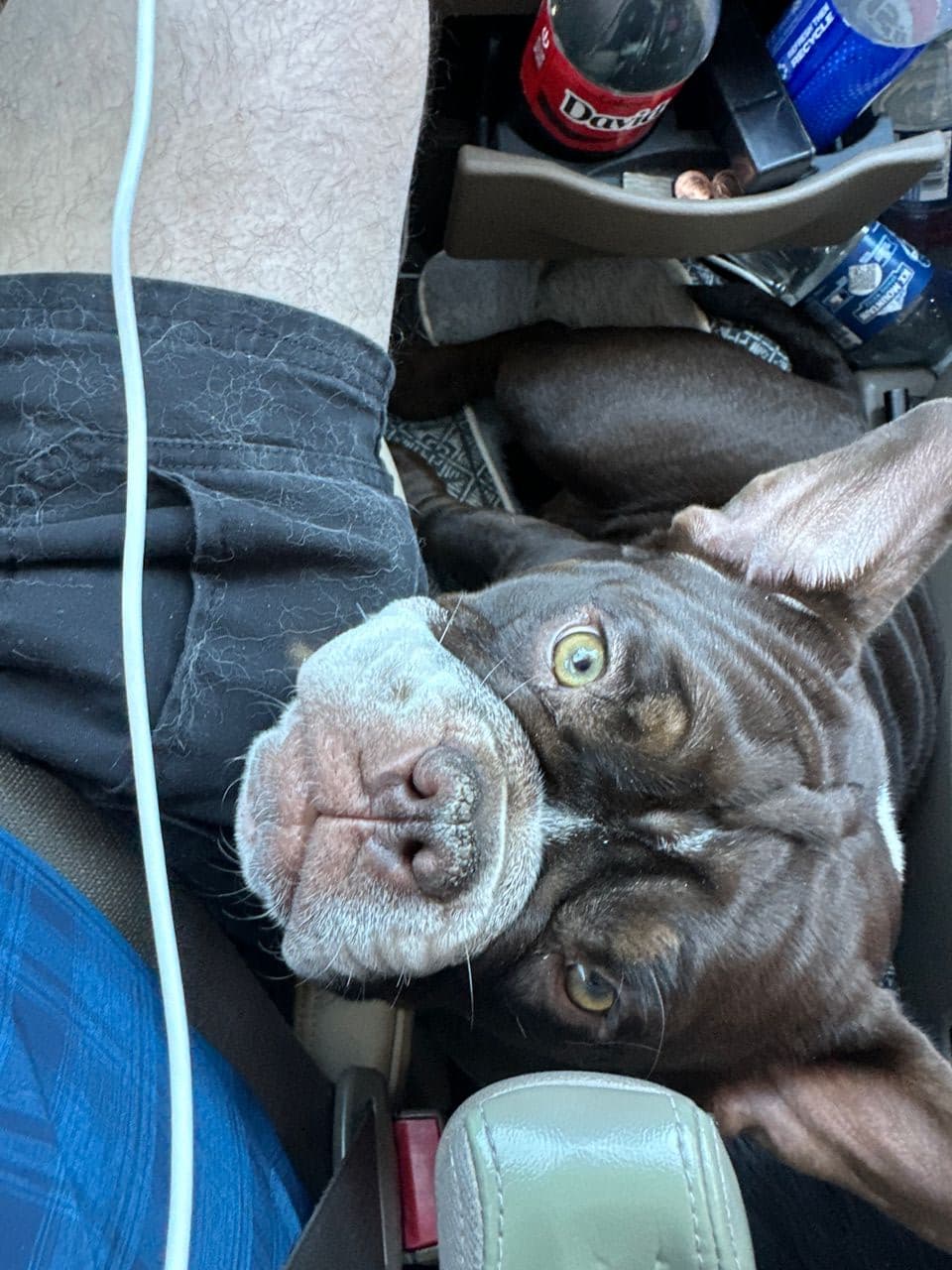 Pet travel photo 2