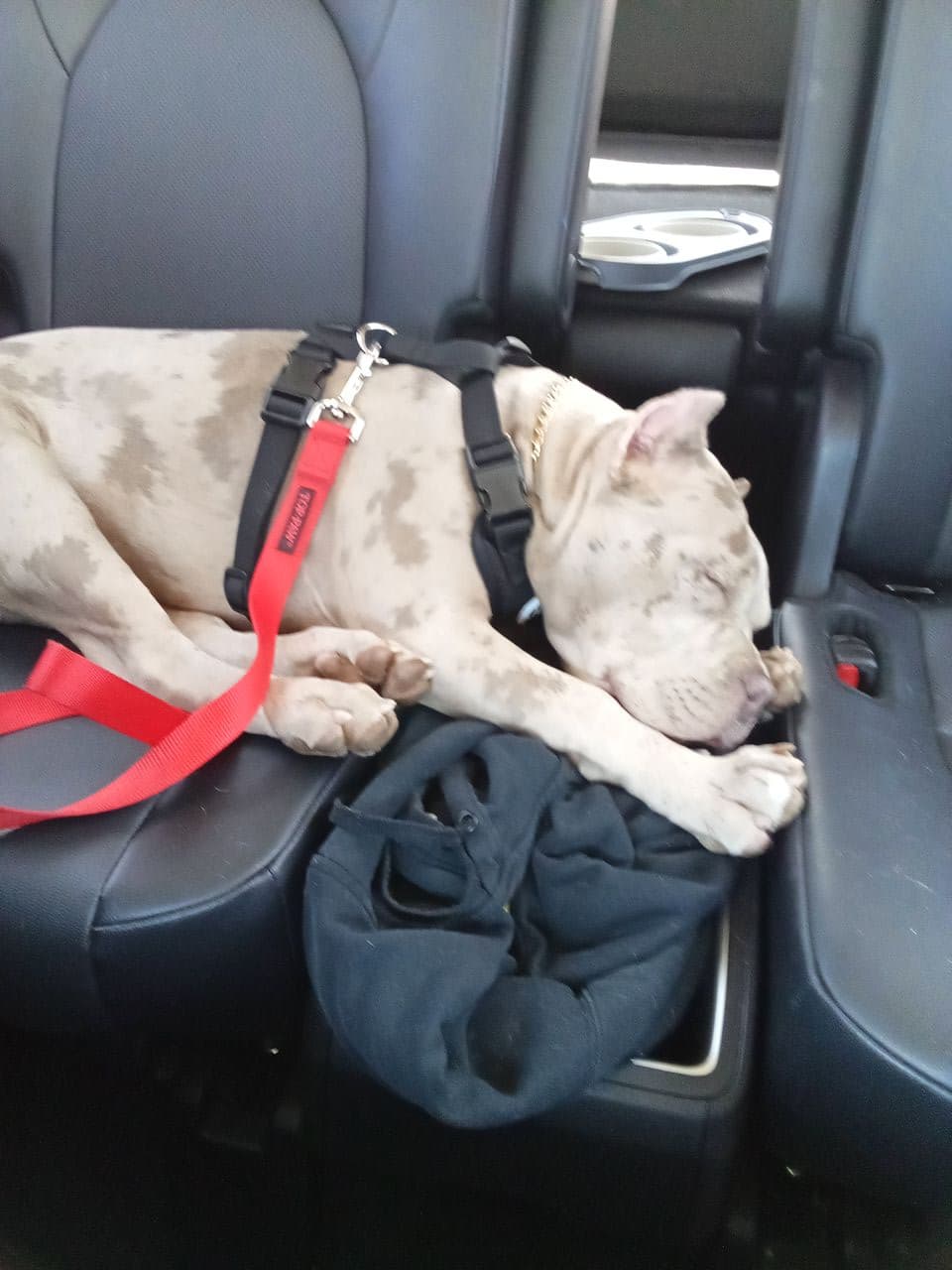 Pet travel photo 4