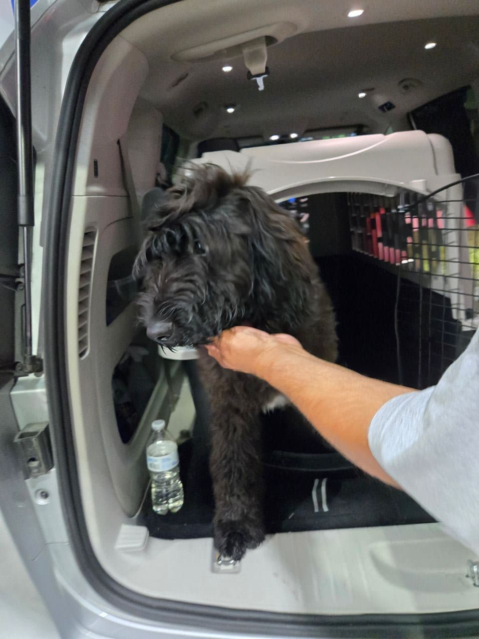 Pet travel photo 2