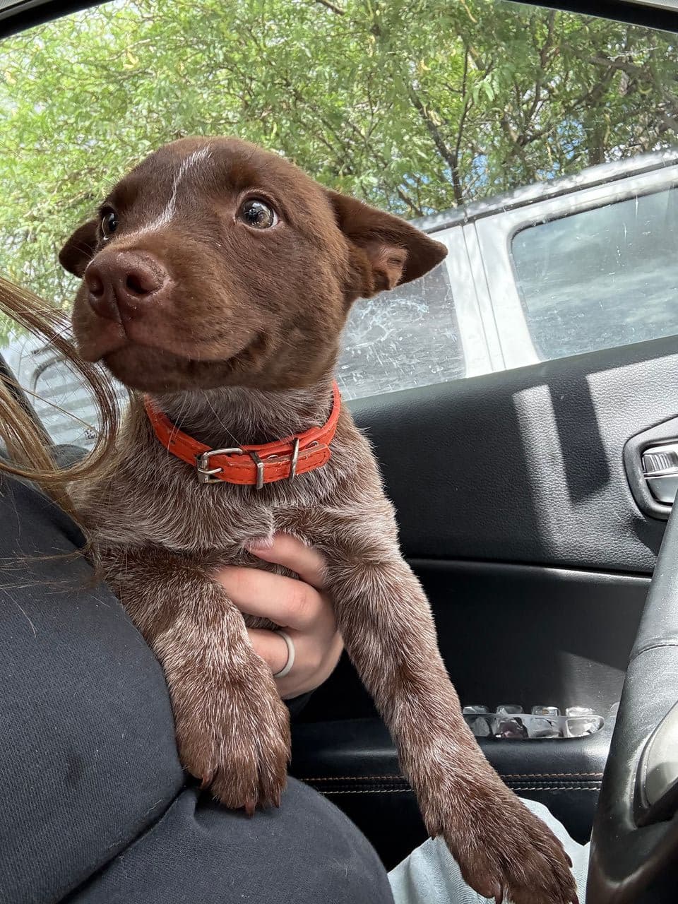 Pet travel photo 3