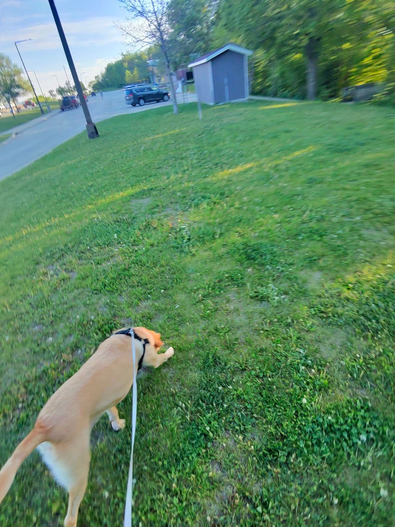 Pet travel photo 2