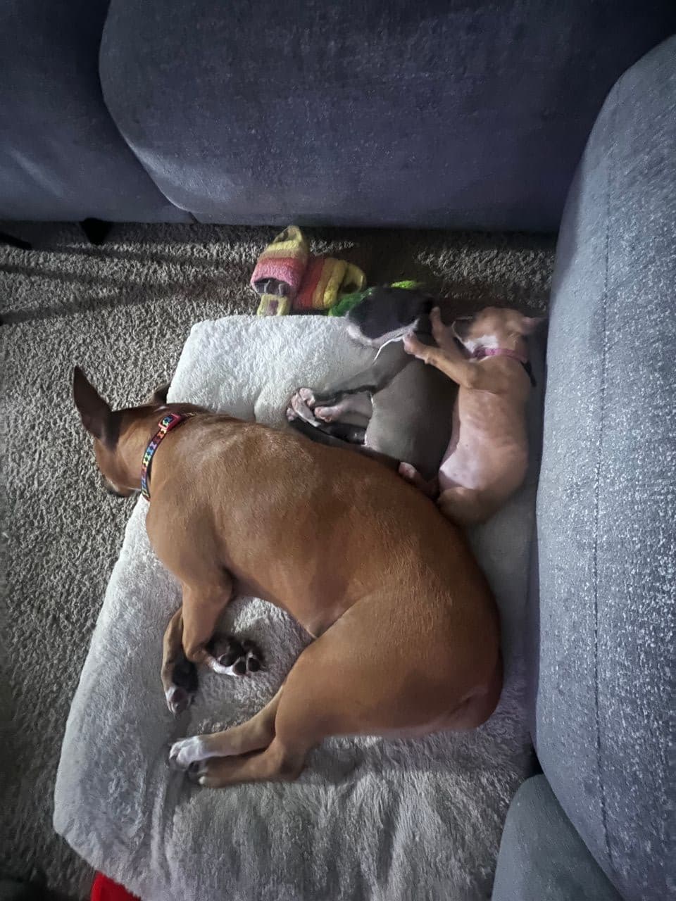 Pet travel photo 5