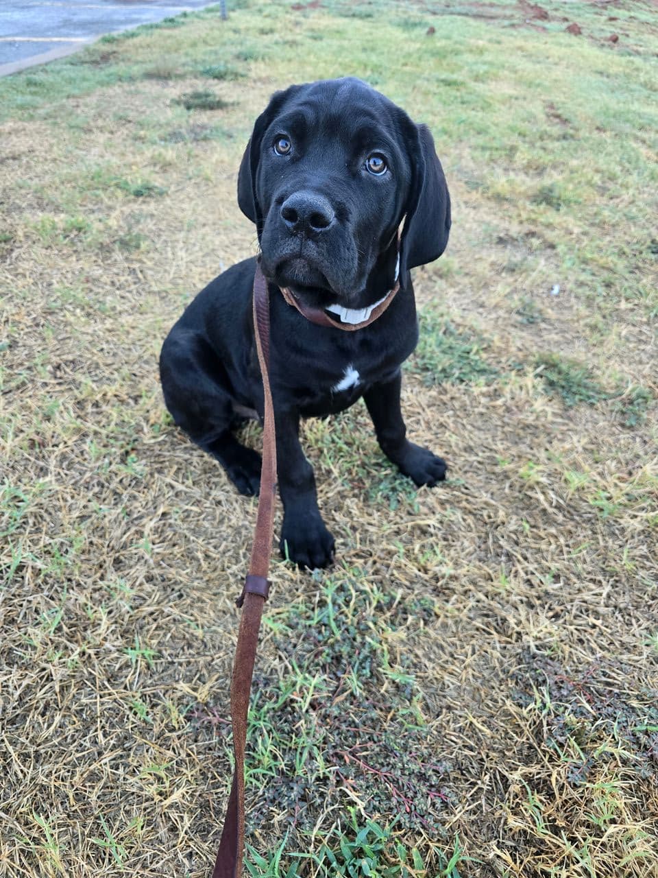 Pet travel photo 5