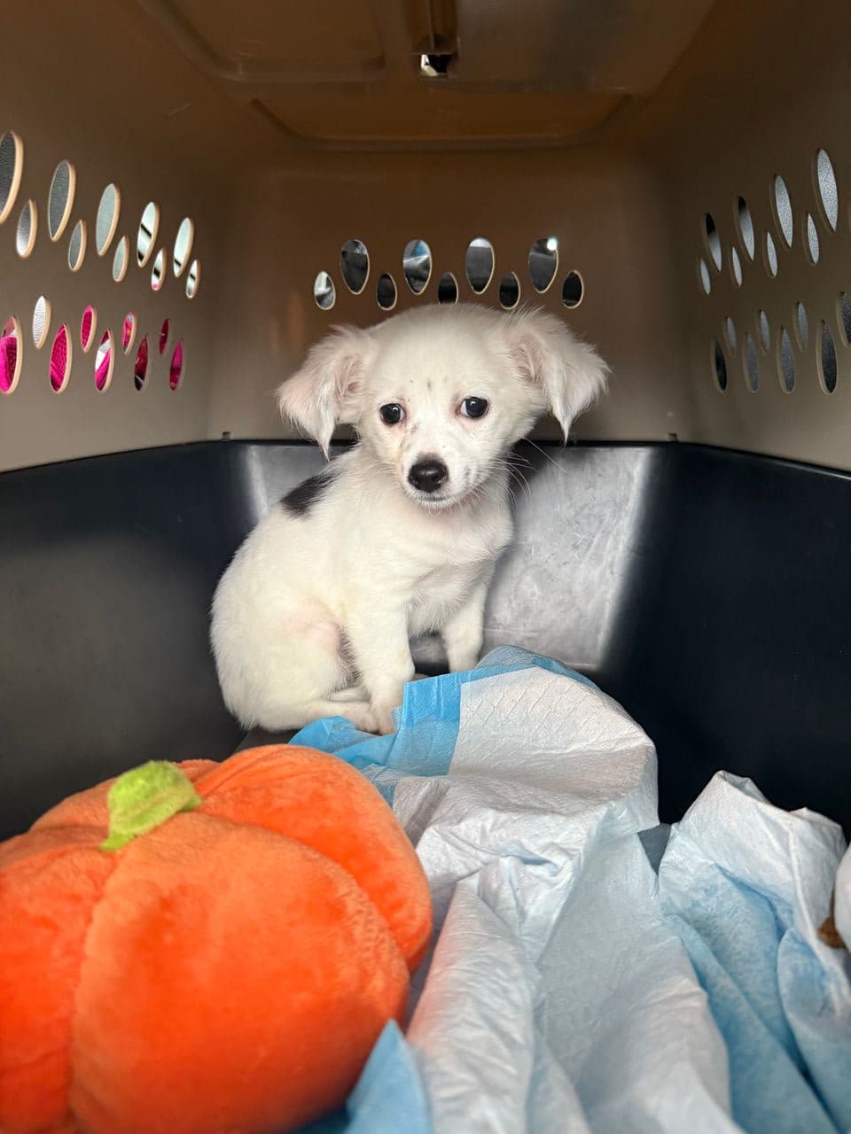 Pet travel photo 5