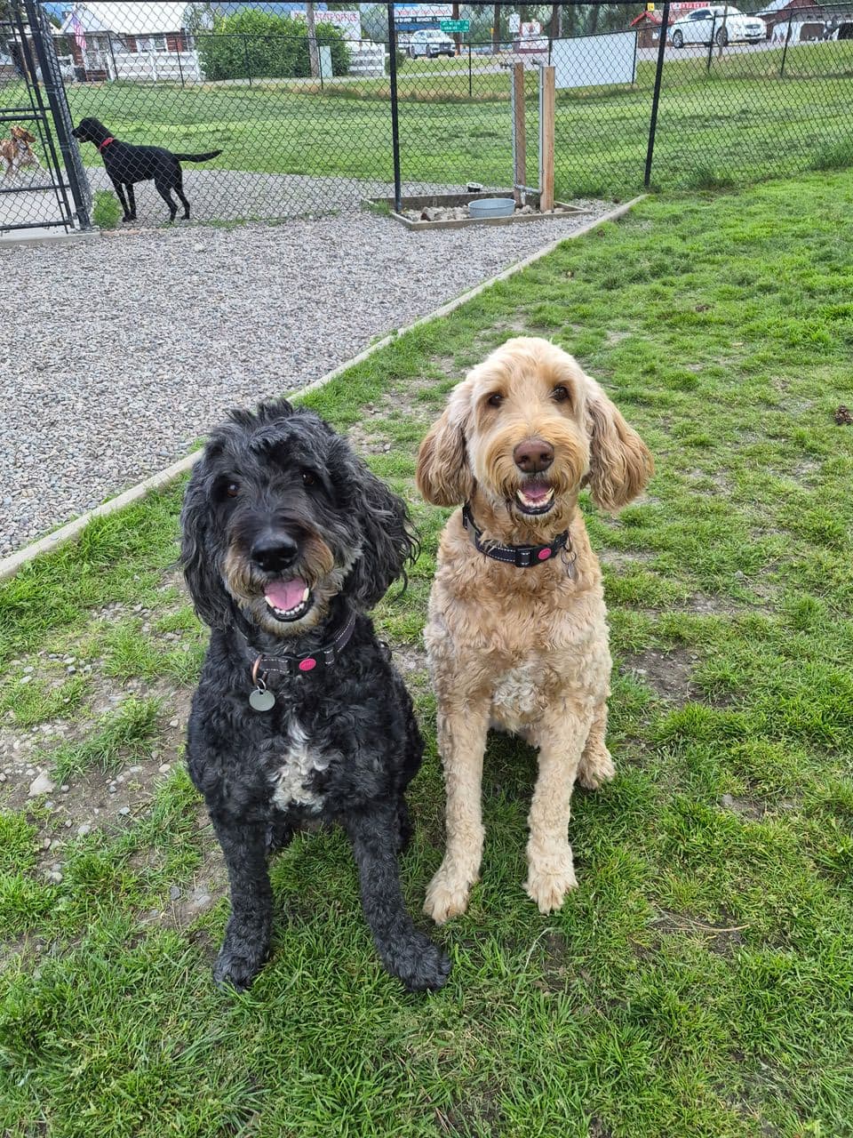 Pet travel photo 1