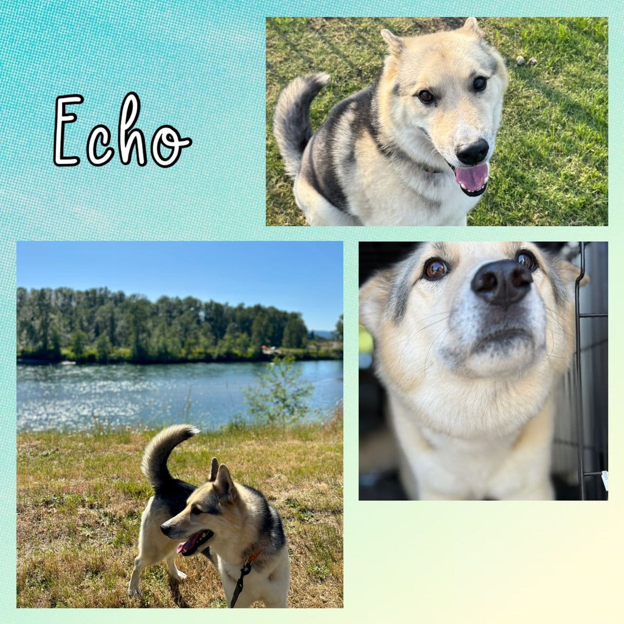 Pet travel photo 3