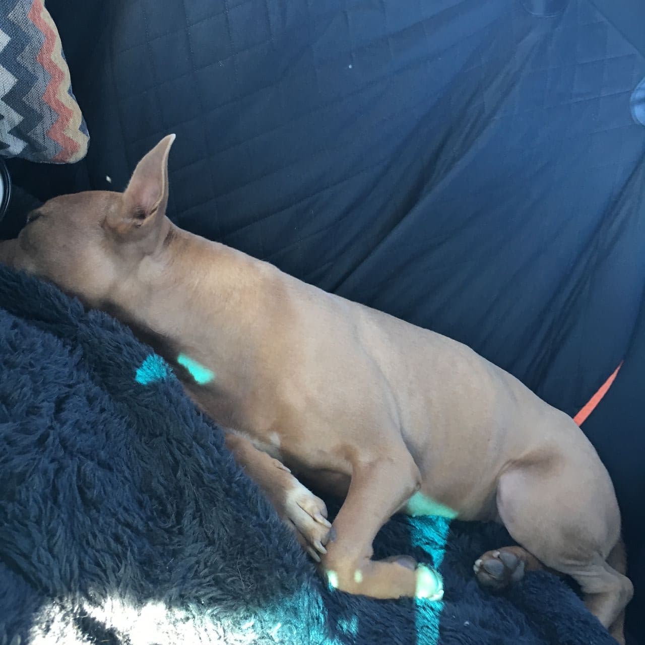 Pet travel photo 1