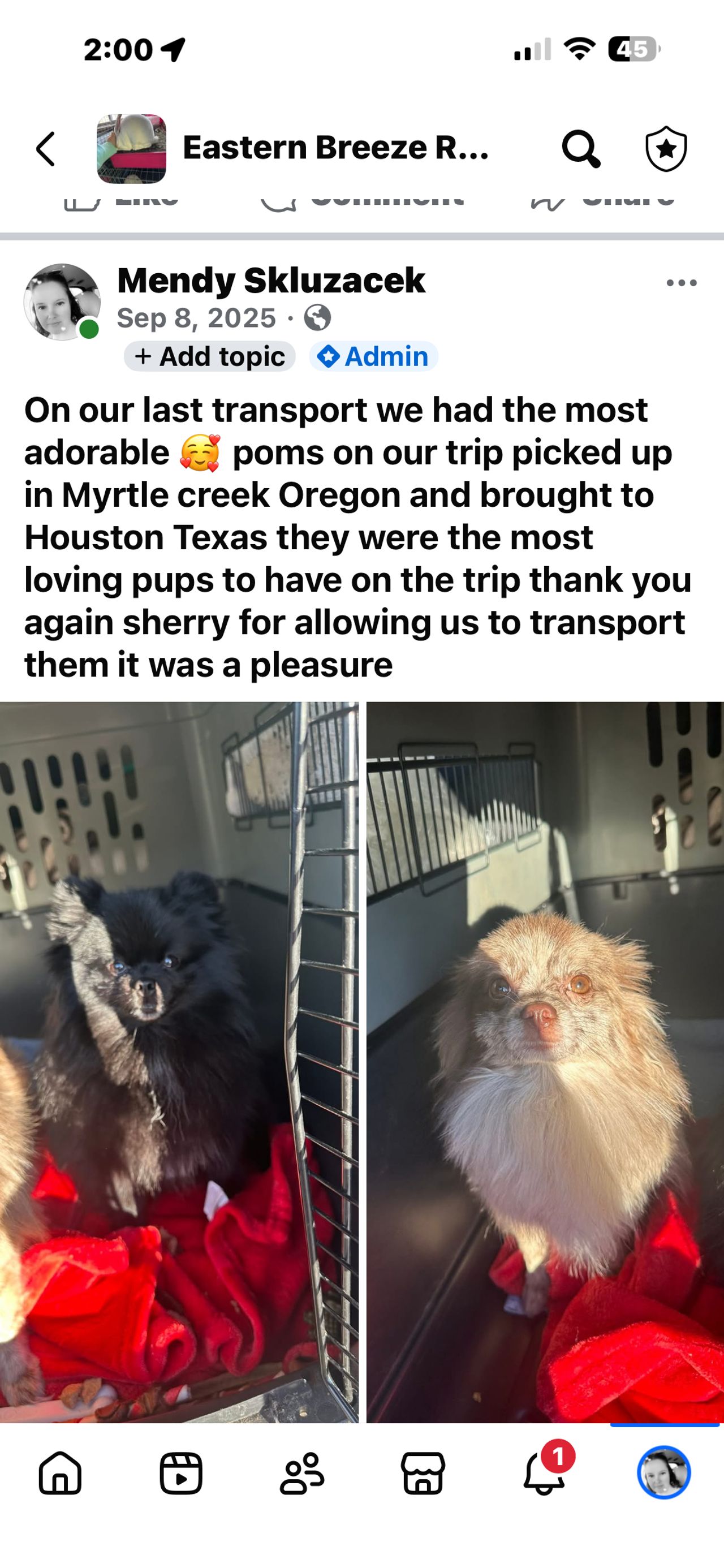 Pet travel photo 4