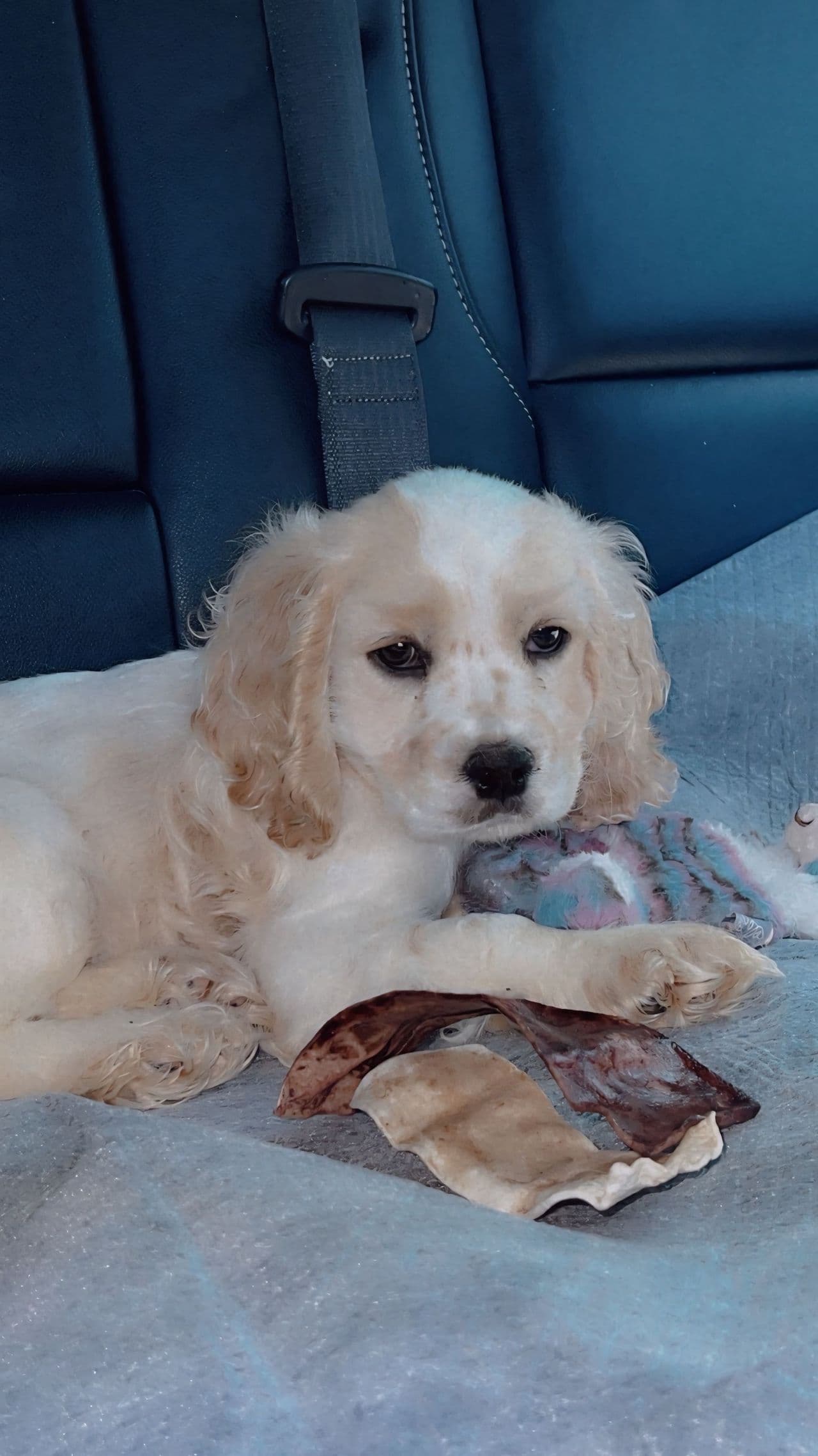 Pet travel photo 5