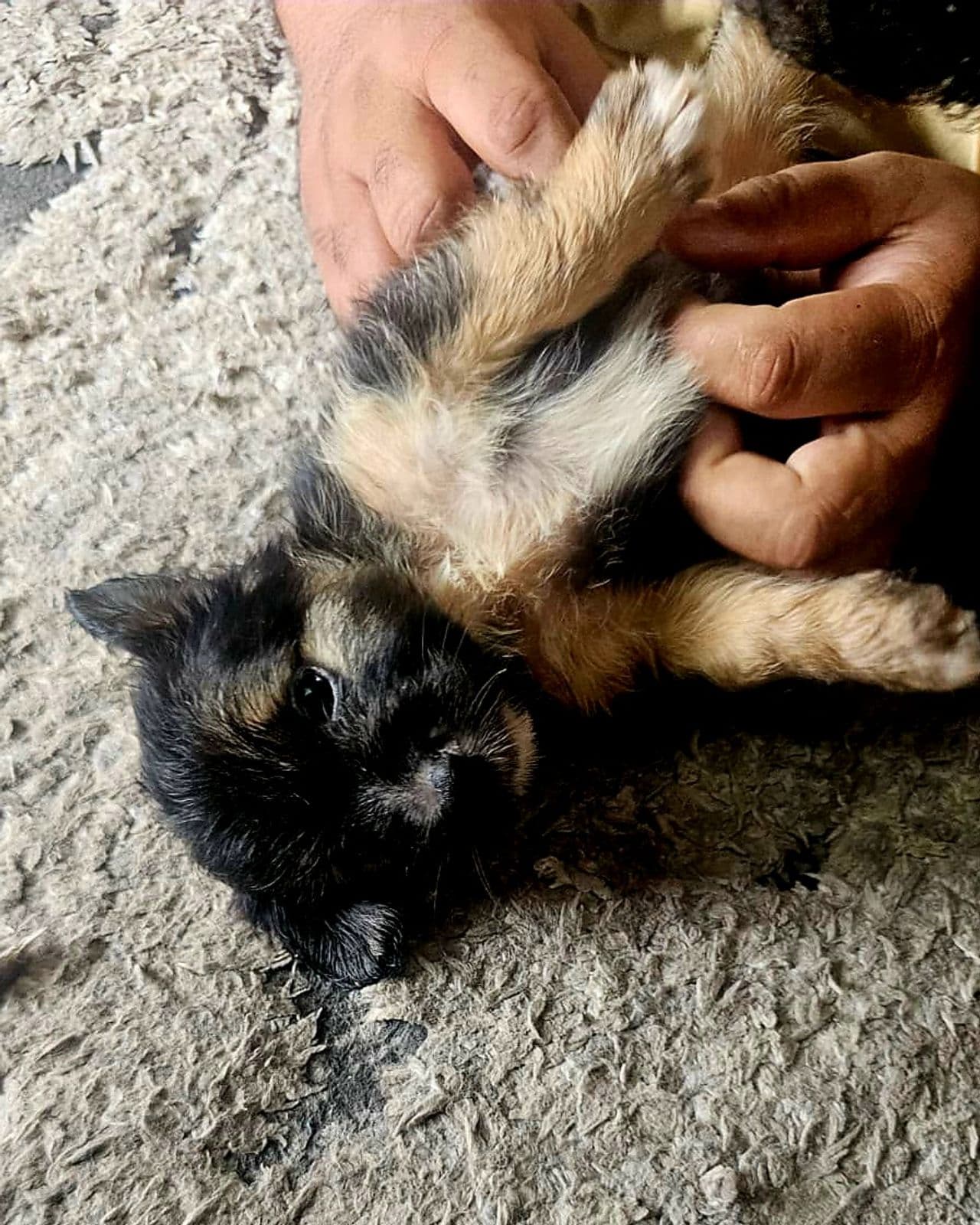Pet travel photo 2