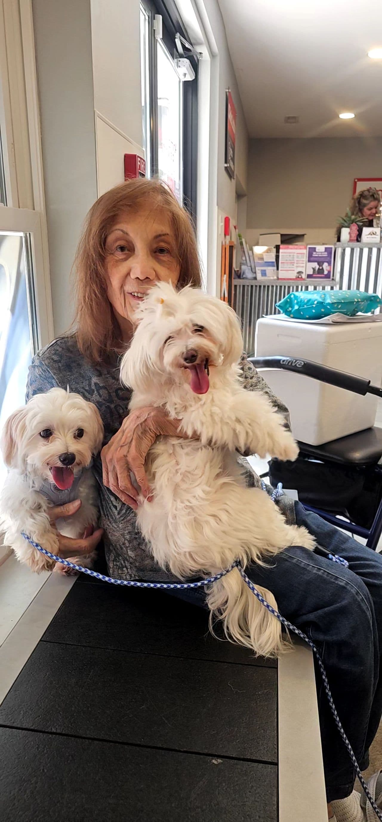 Pet travel photo 4
