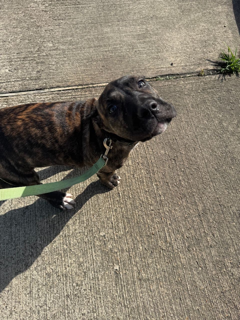 Pet travel photo 2