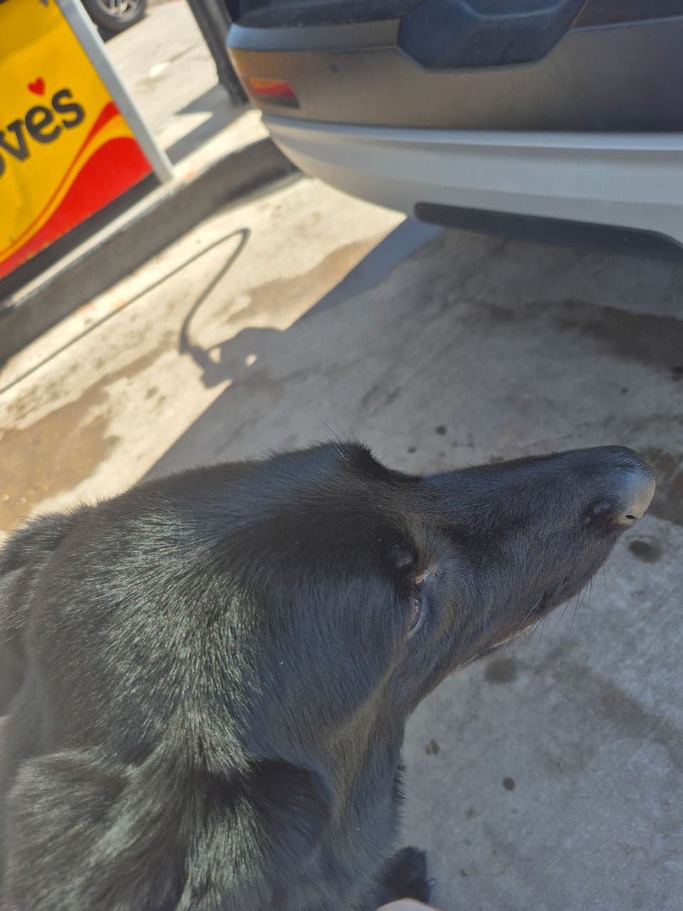 Pet travel photo 3