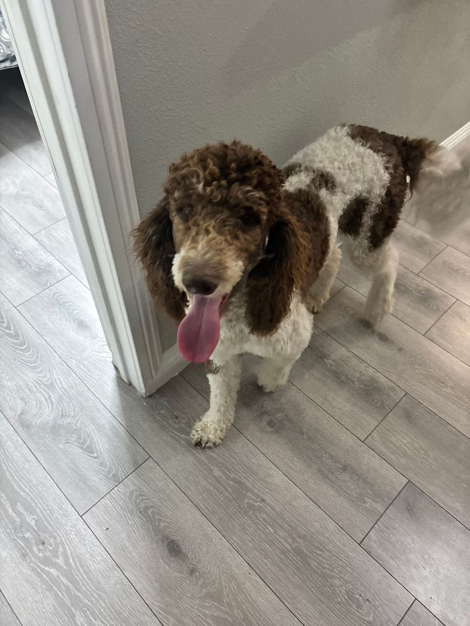 Pet travel photo 3