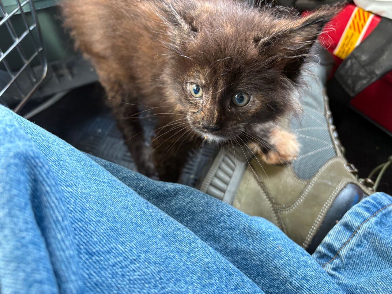 Pet travel photo 5