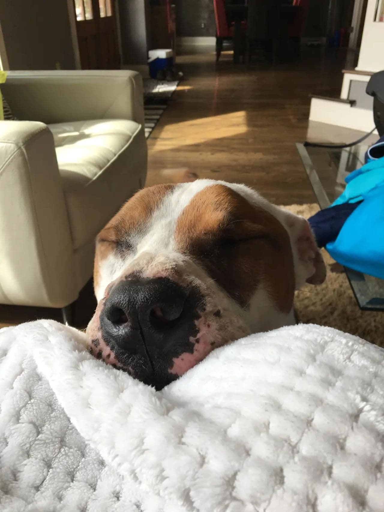 Pet travel photo 3
