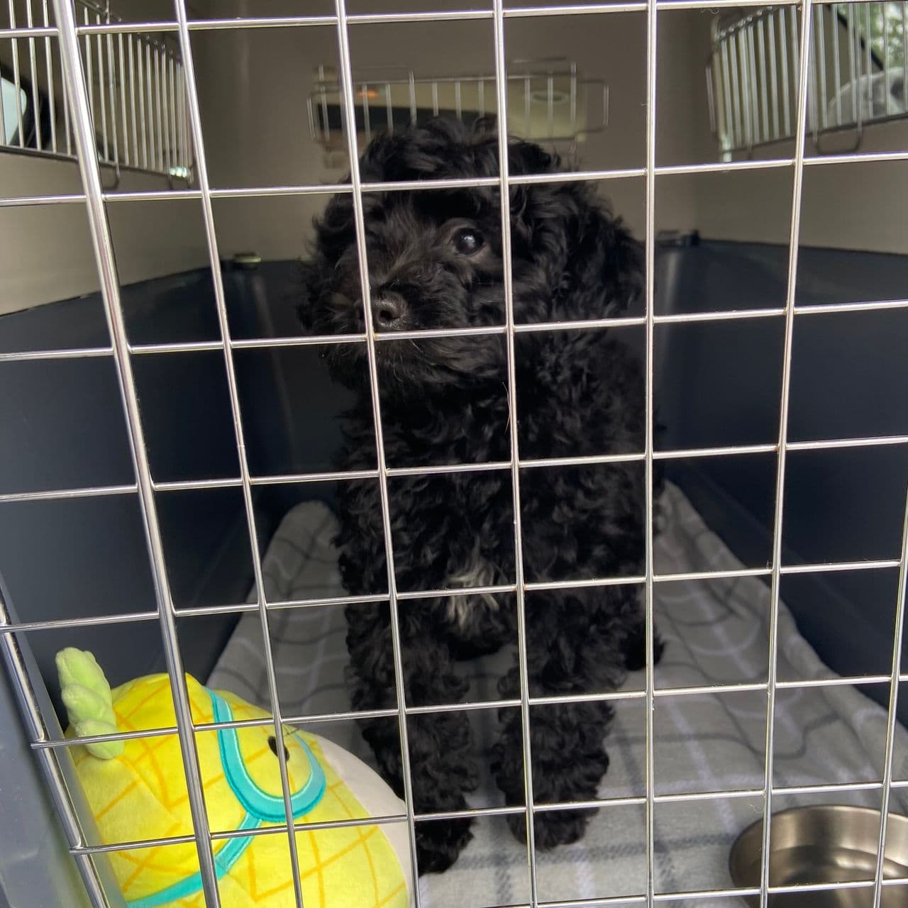 Pet travel photo 5
