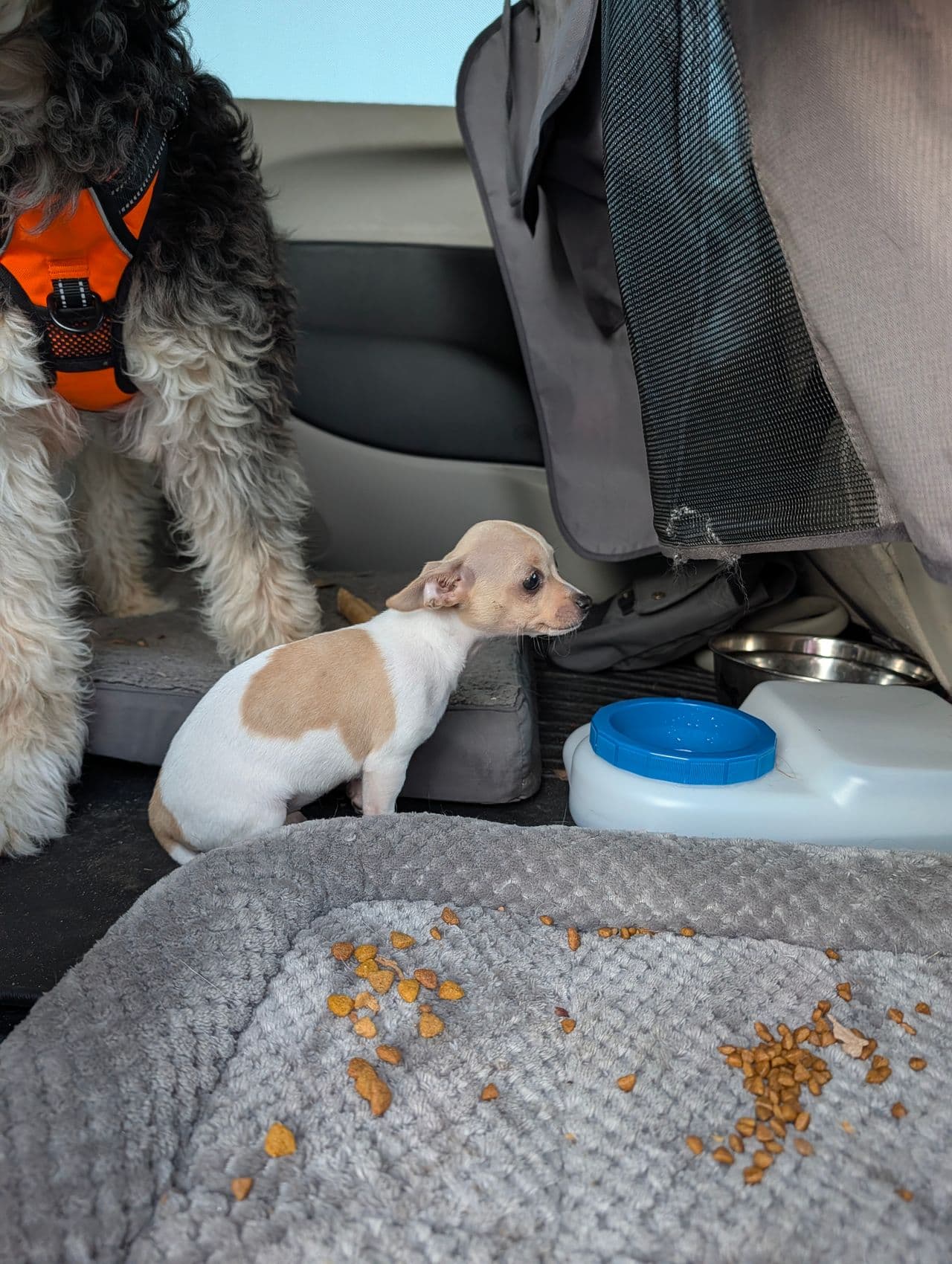 Pet travel photo 3