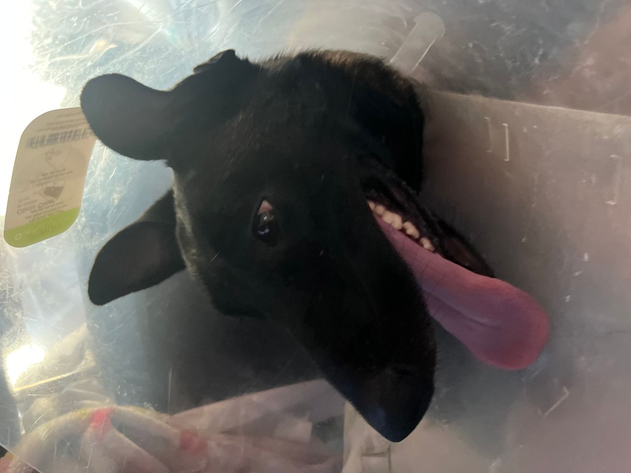 Pet travel photo 3