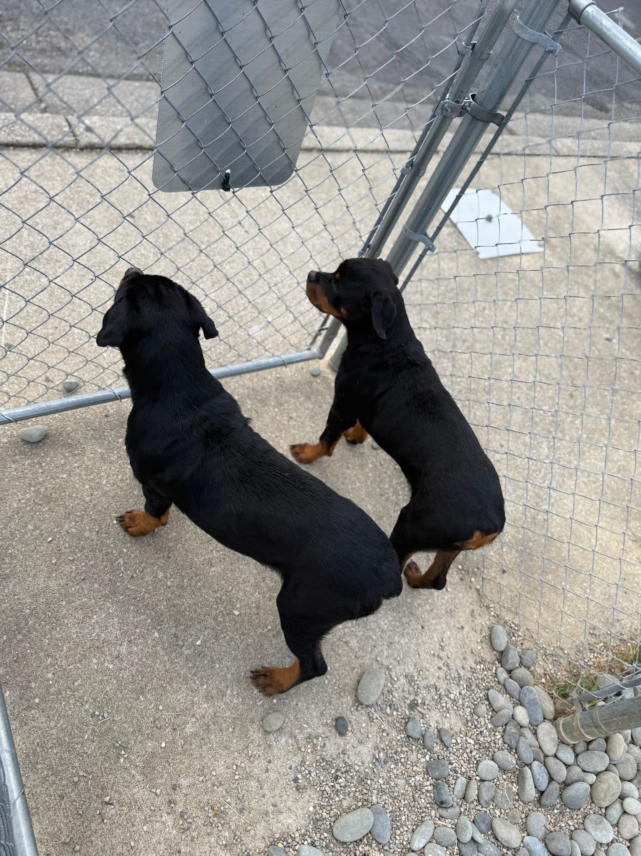 Pet travel photo 5