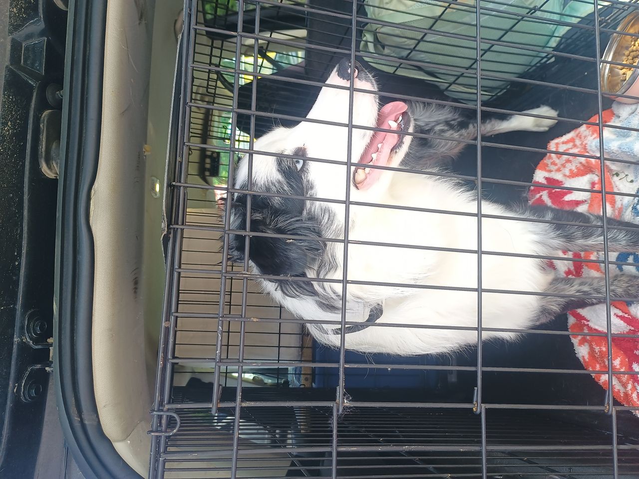 Pet travel photo 2