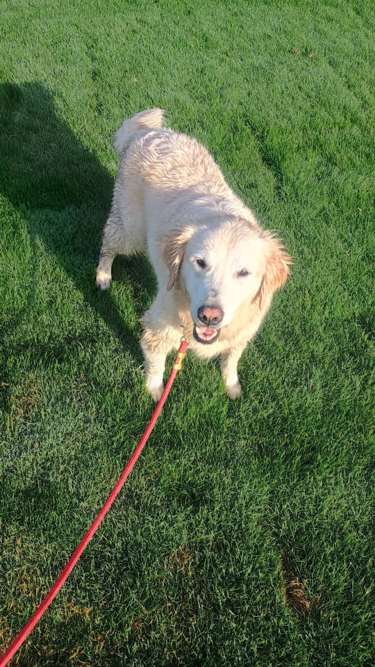 Pet travel photo 4