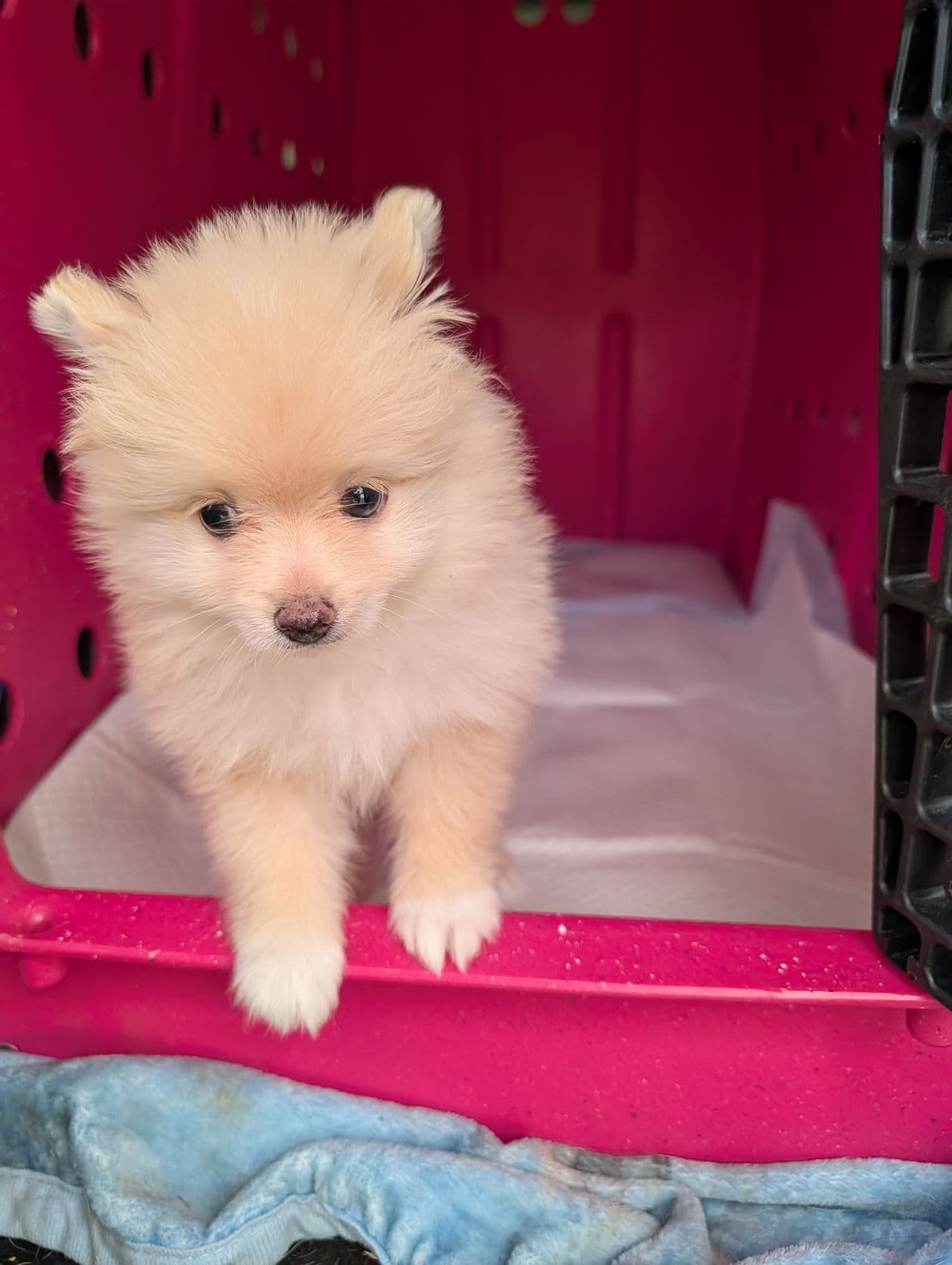 Pet travel photo 4