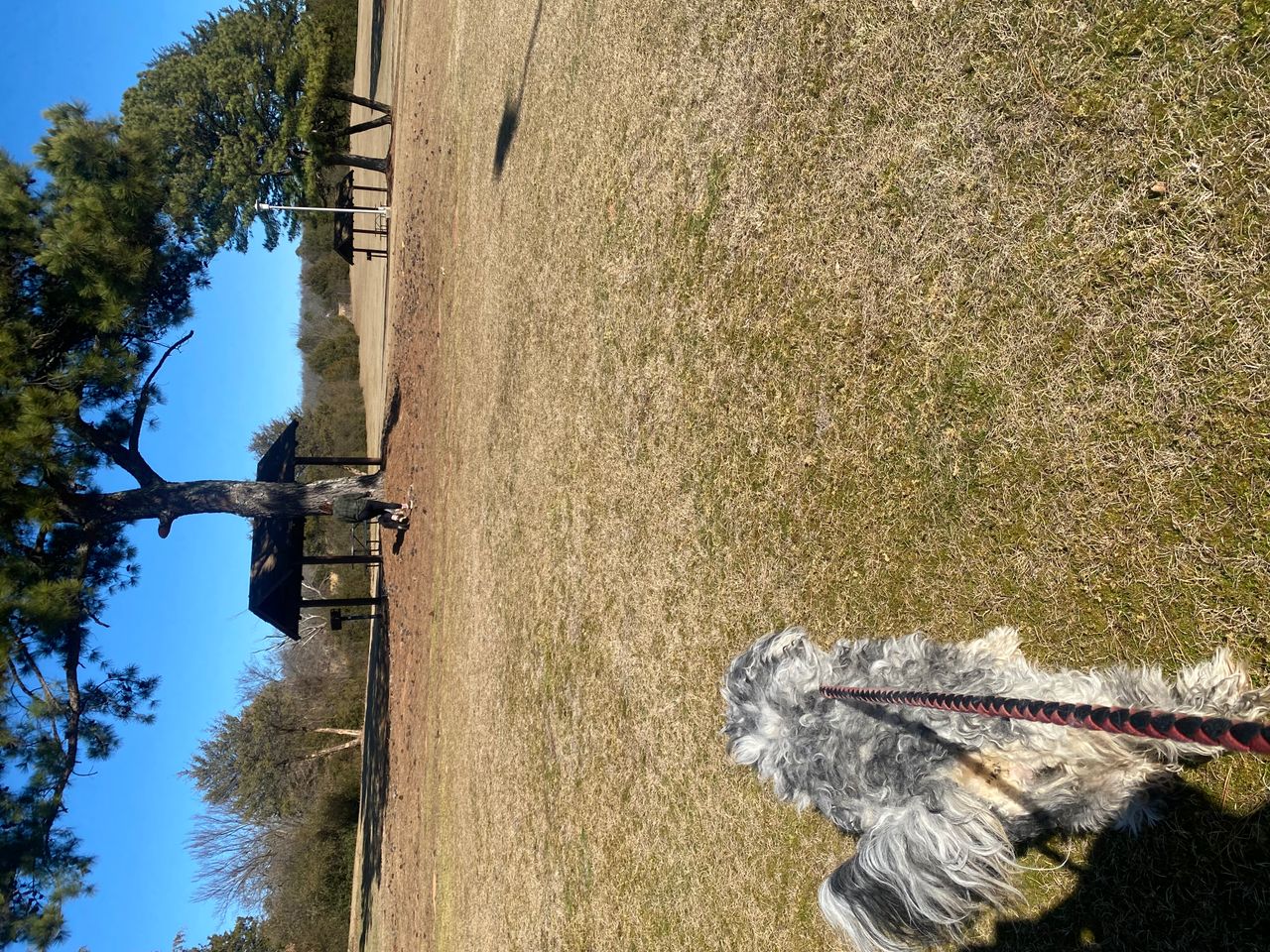 Pet travel photo 1