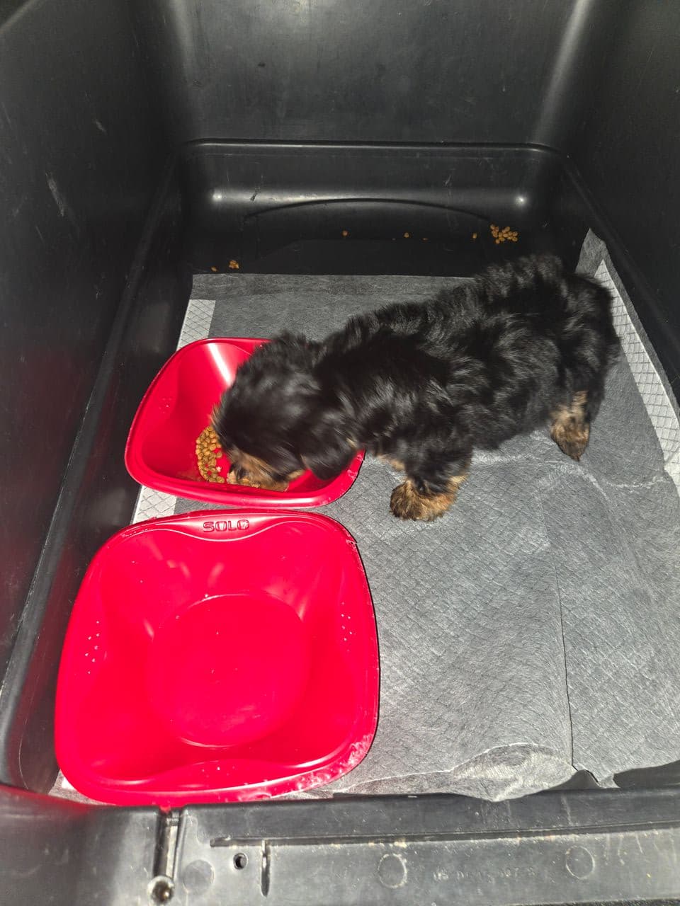 Pet travel photo 2