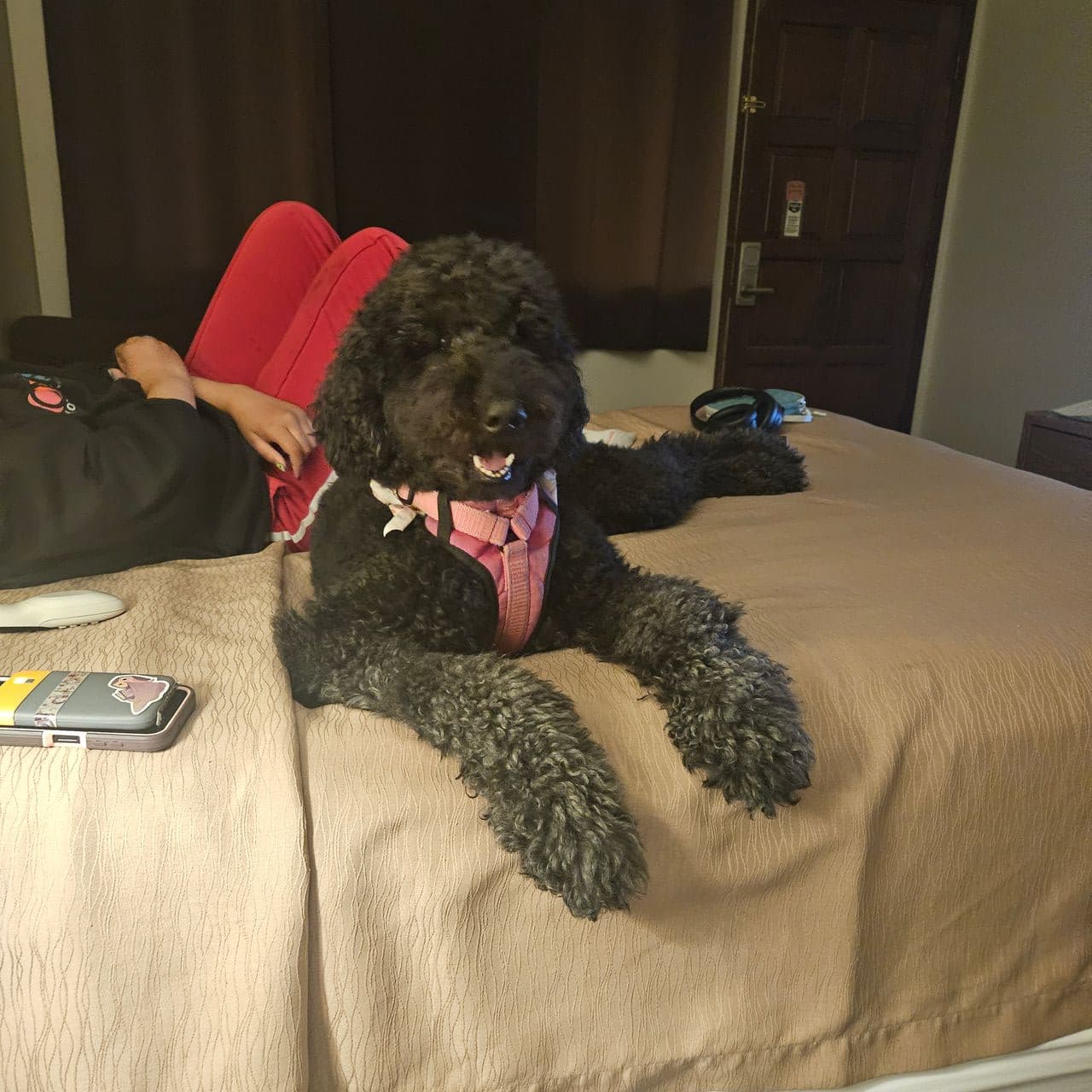 Pet travel photo 6