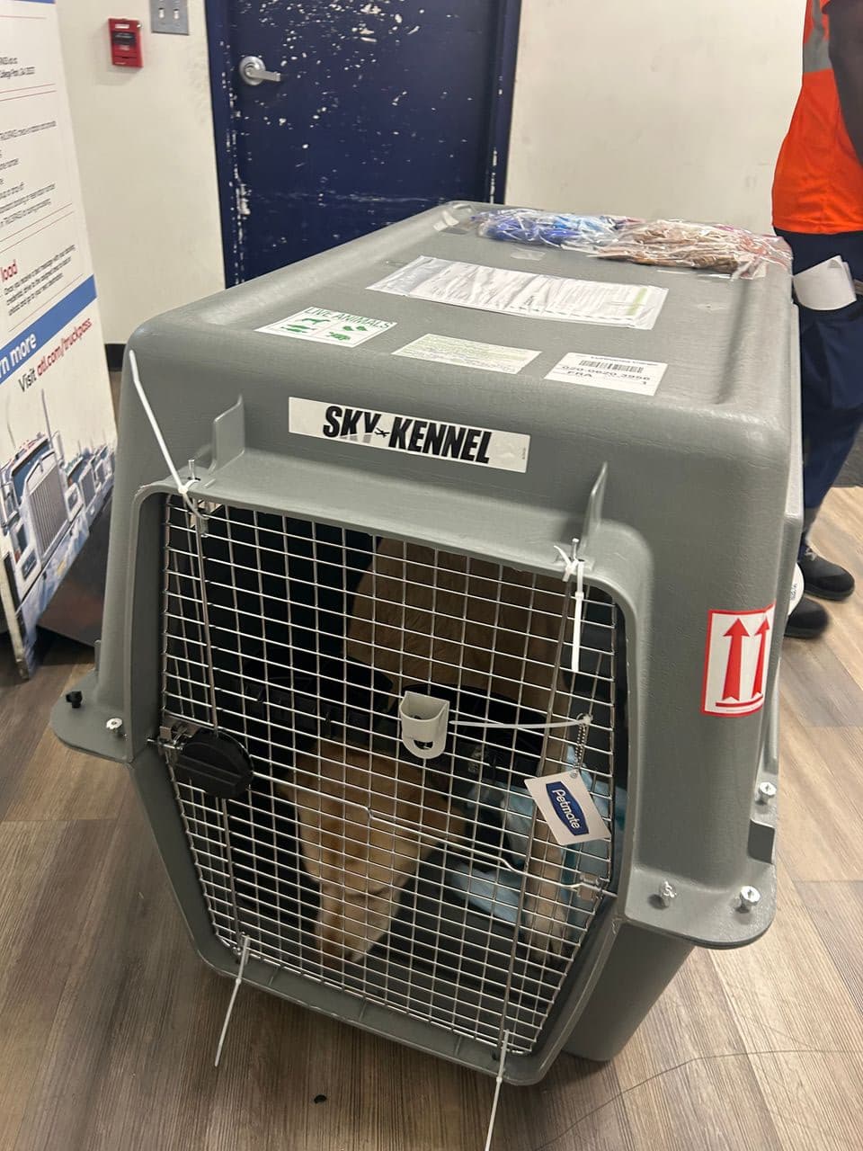Pet travel photo 3