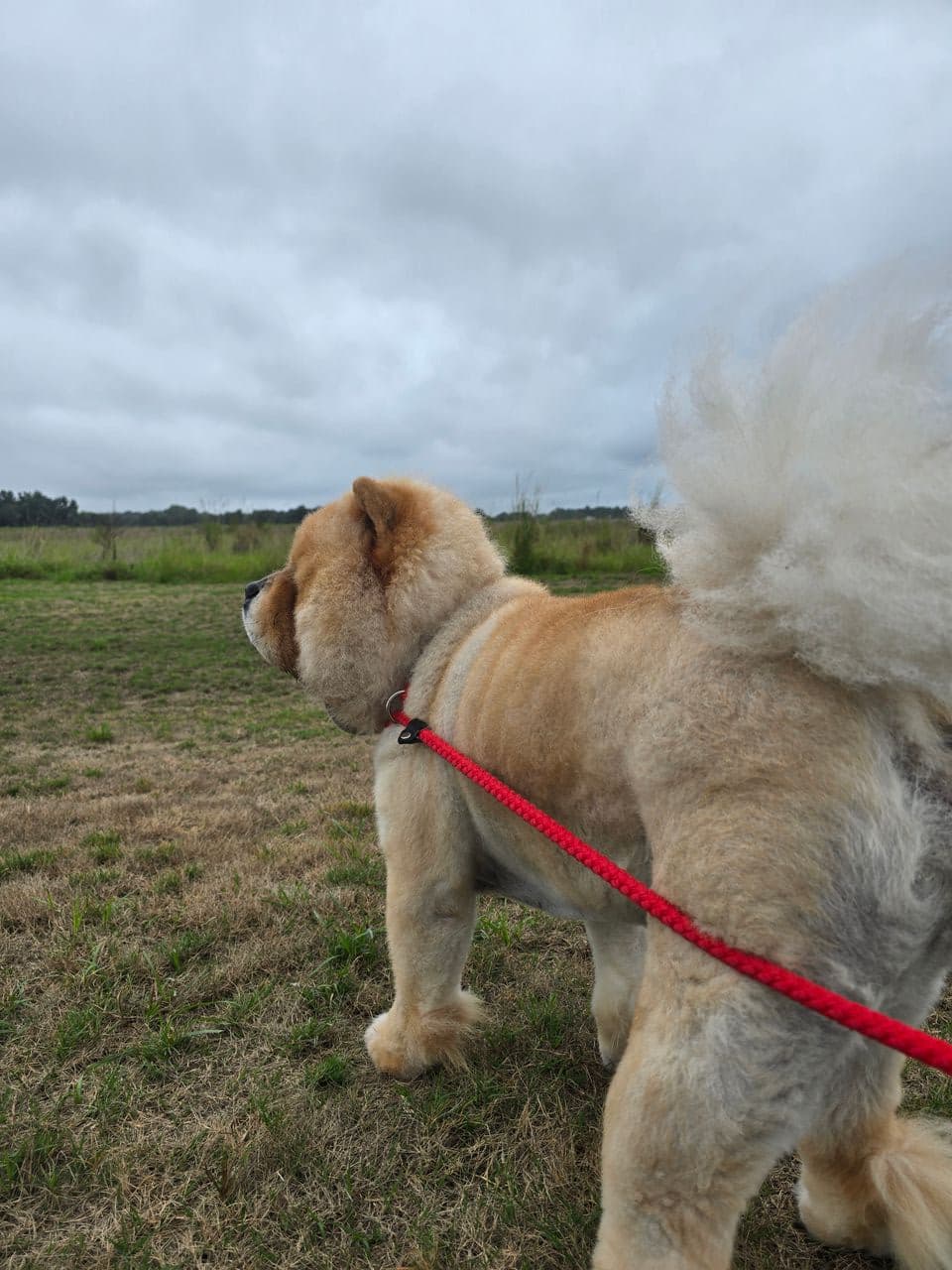 Pet travel photo 3