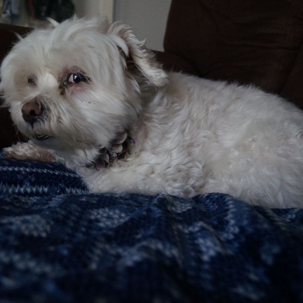 Pet travel photo 1