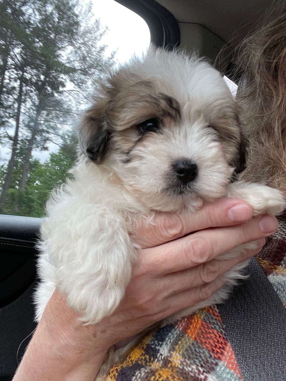 Pet travel photo 1