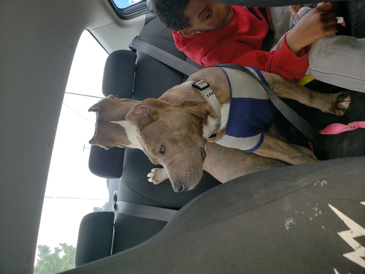 Pet travel photo 2