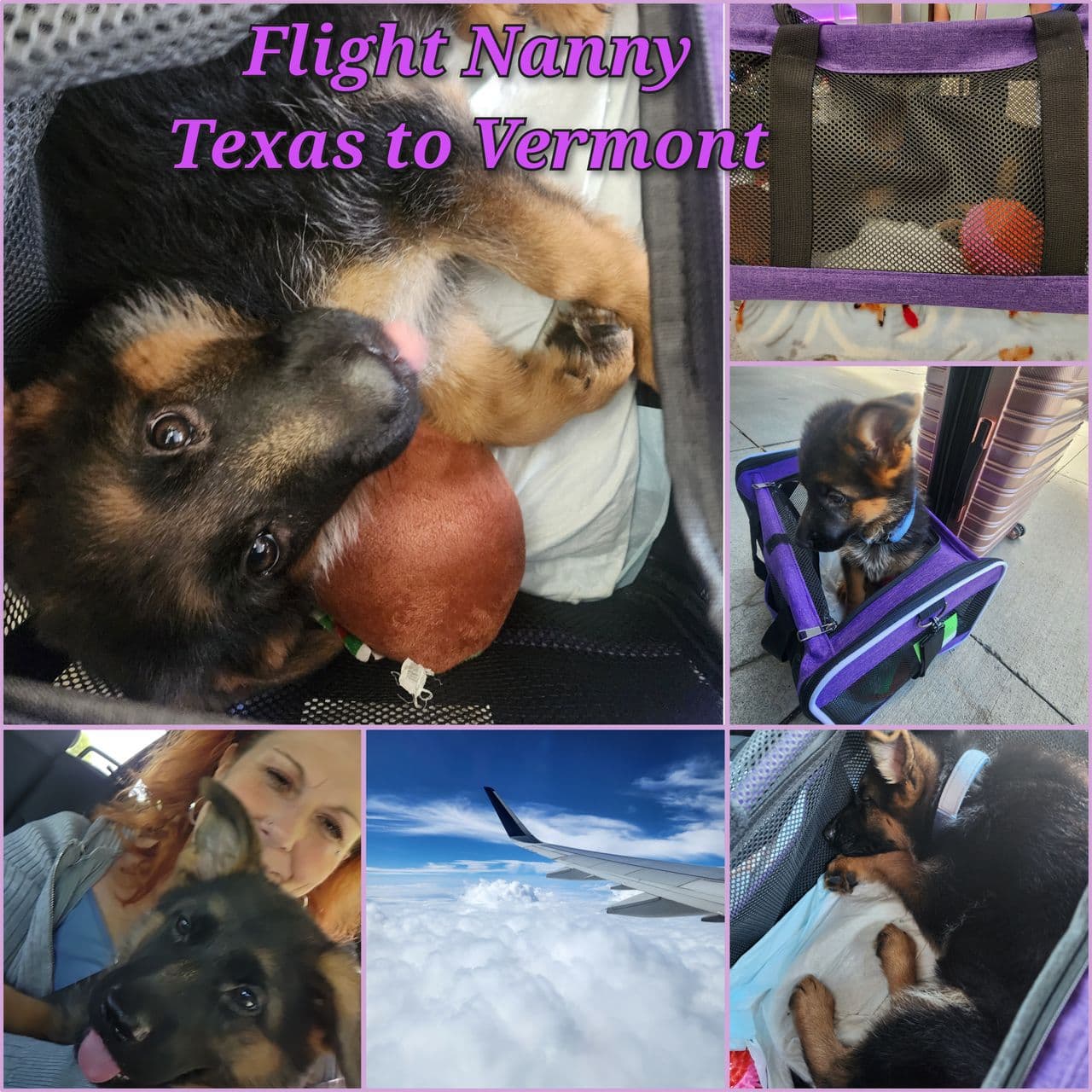 Pet travel photo 1